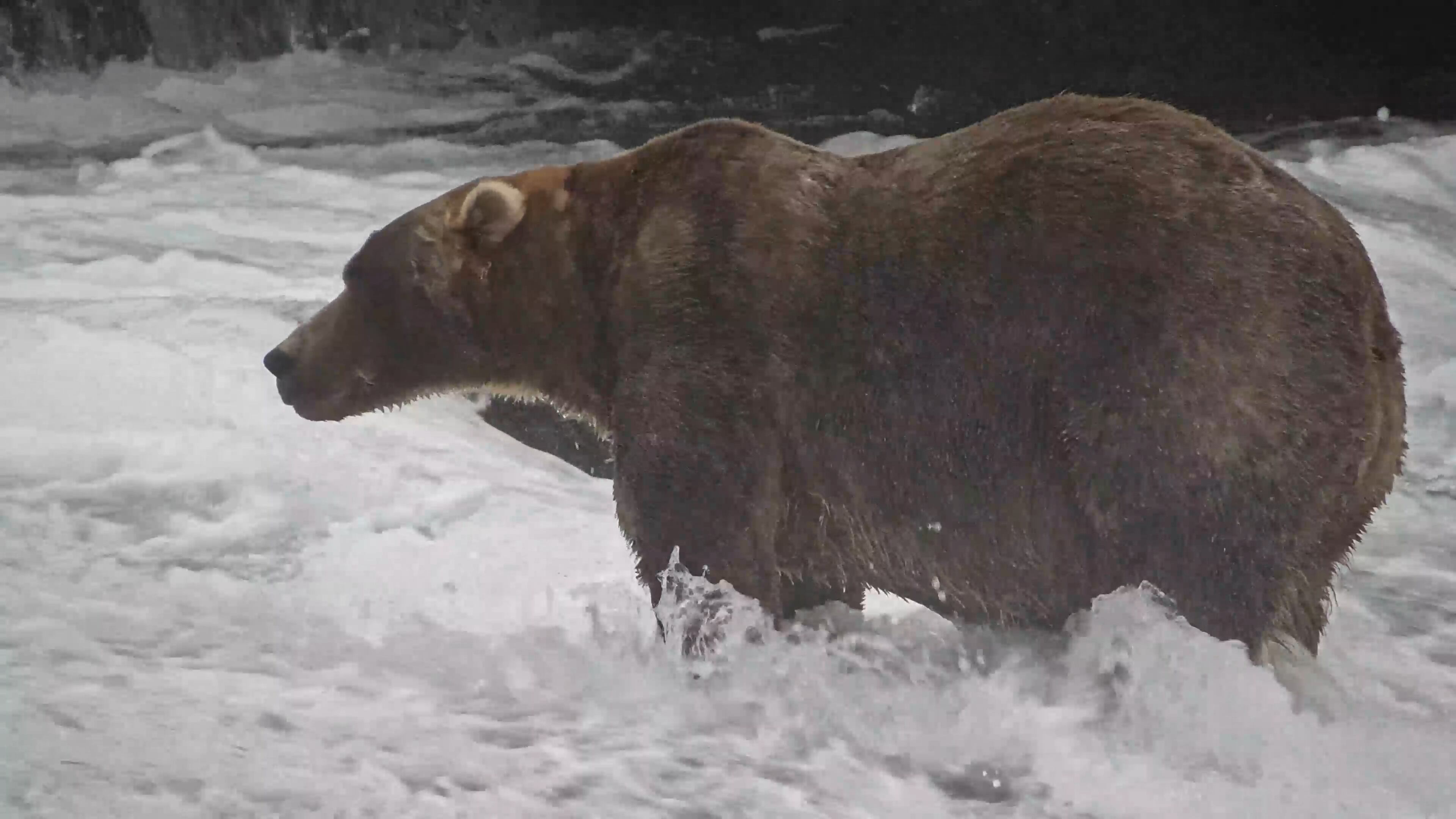 Fat Bear Week crowns 2026 champion in unexpected victory