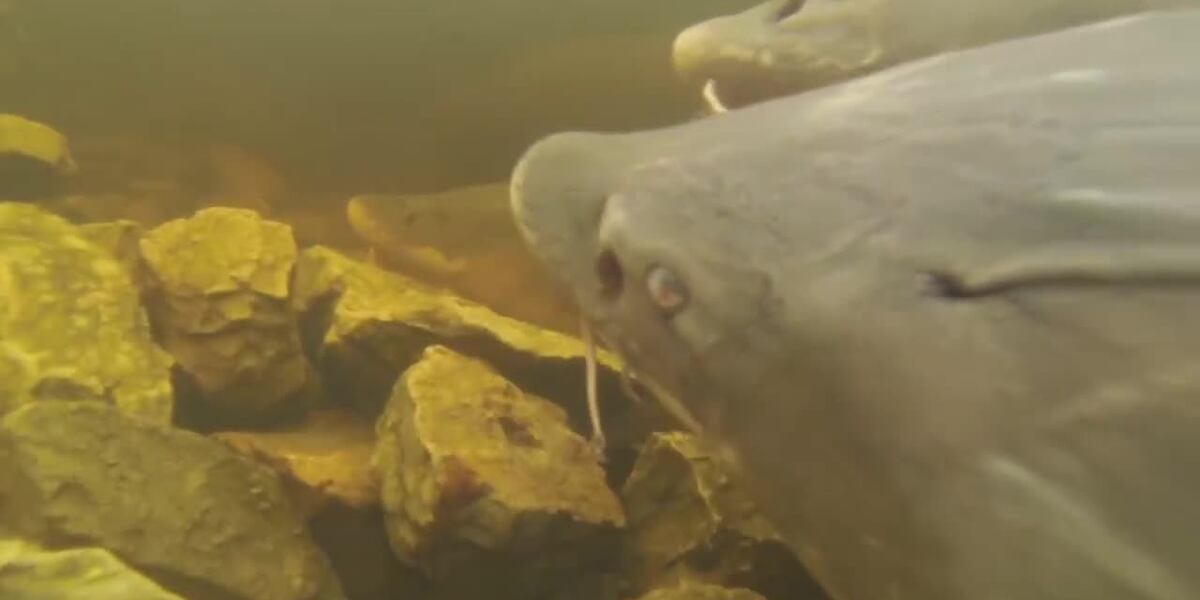 Applications for 2025 Upriver Lakes sturgeon spearing license are due