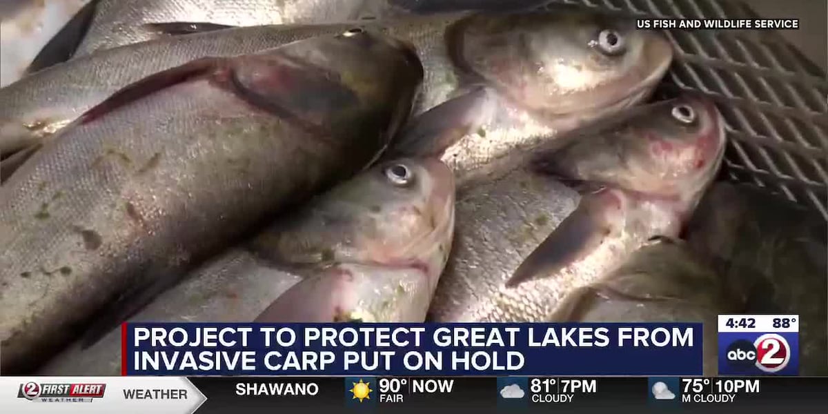 Invasive carp found closer to Lake Michigan as barrier project halted