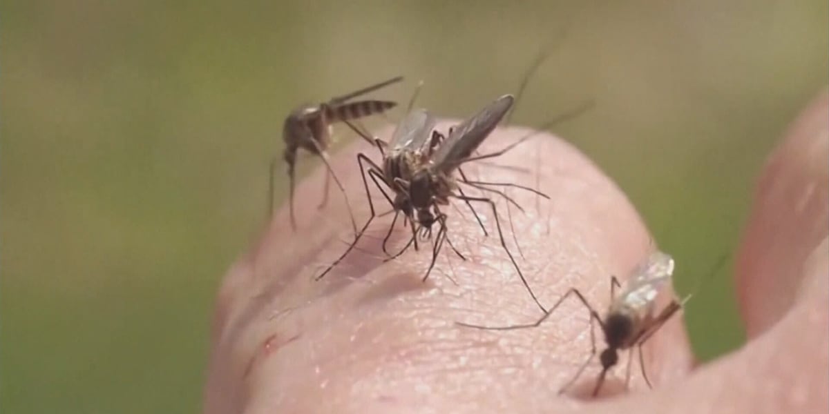 An extended mosquito season