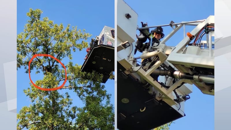 Fire Department Tree Rescue They still do that: Firefighters rescue cat from tree