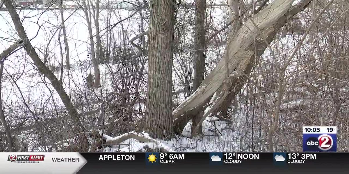Wisconsin DNR responds to viral posts on ‘exploding trees’