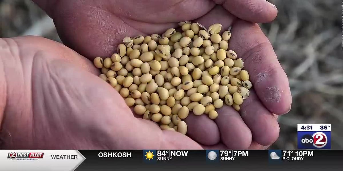 INTERVIEW: Wisconsin’s soybean farmers grapple with U.S. and China negotiations as harvest nears