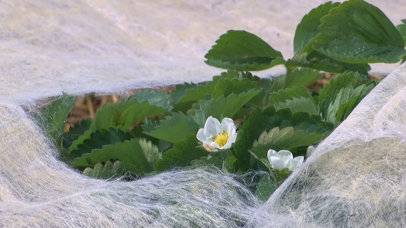 May In Wisconsin Coldest Mays in Wisconsin since 1895