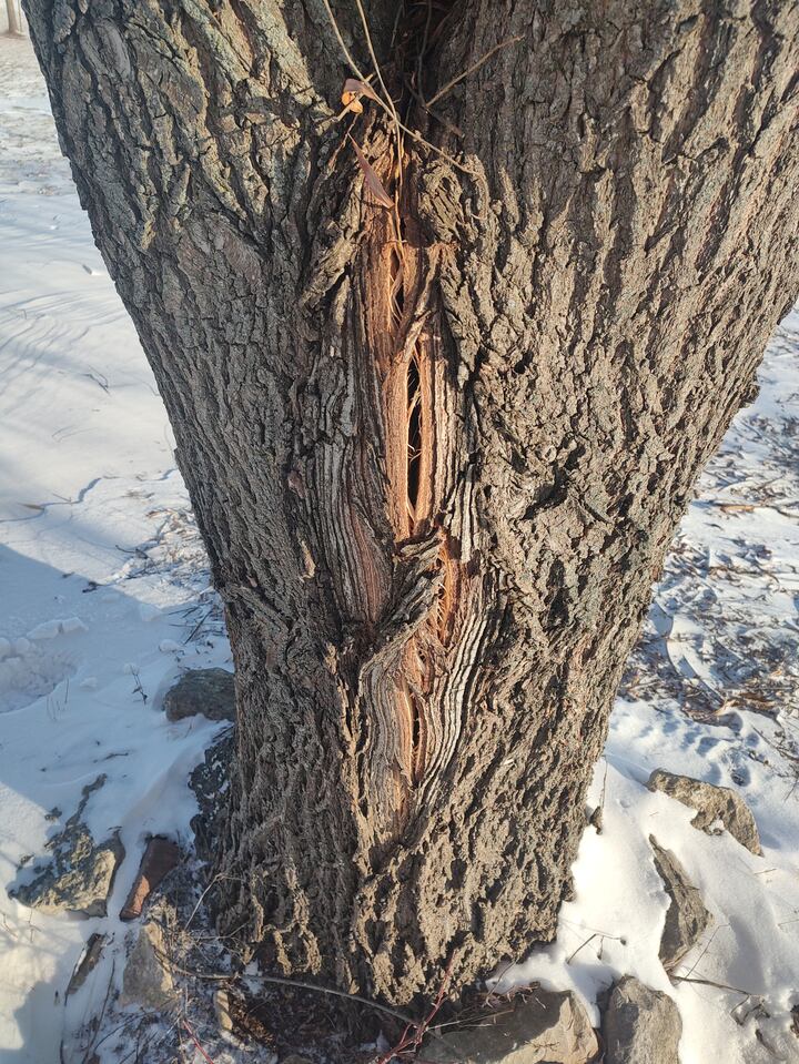 Wi Exploding Tree Wisconsin DNR responds to viral posts on ‘exploding trees’
