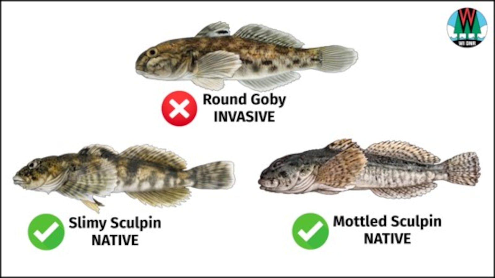 Wisconsin DNR asking anglers to watch for invasive Round Goby in ...