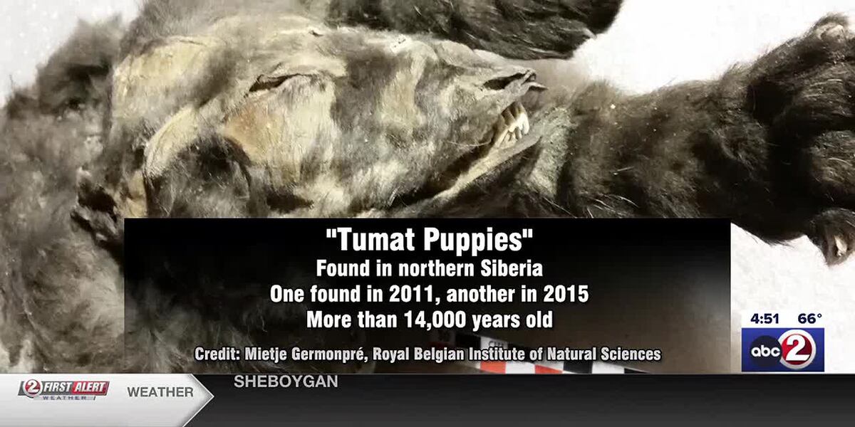 World's oldest puppies