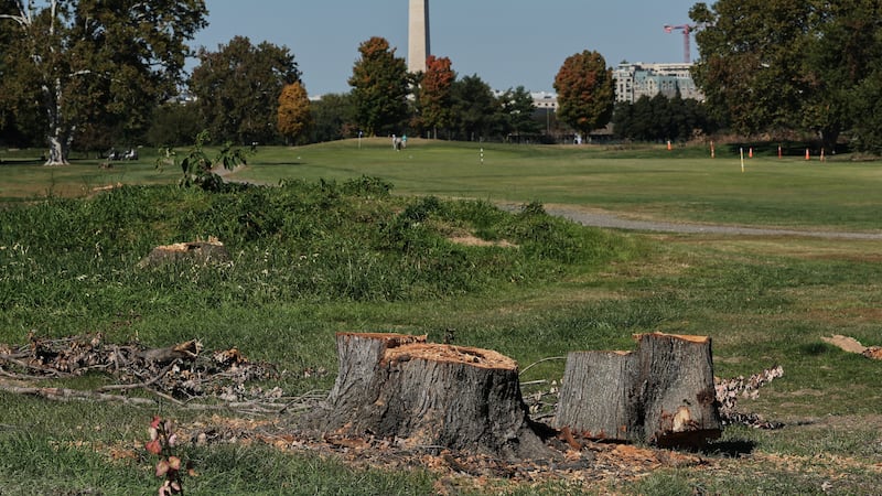 The Washington Monument is seen past stumps of removed trees at East Potomac Park Golf Course,...