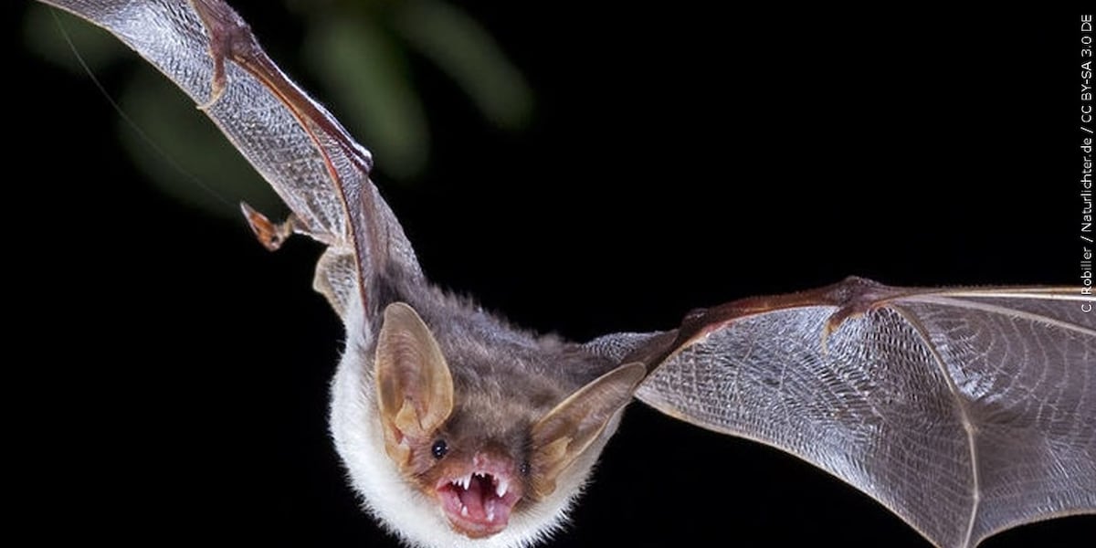 Rabid bat and human exposure confirmed in Shawano County. What are the symptoms?