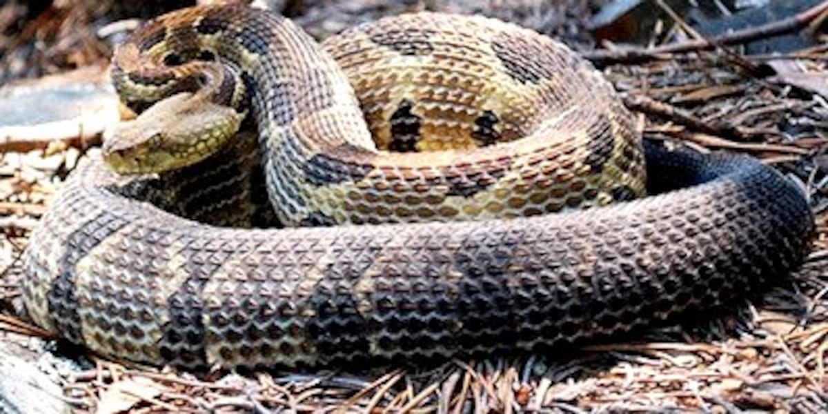 3 BRILLIANT MINUTES: Rattlesnakes in Wisconsin