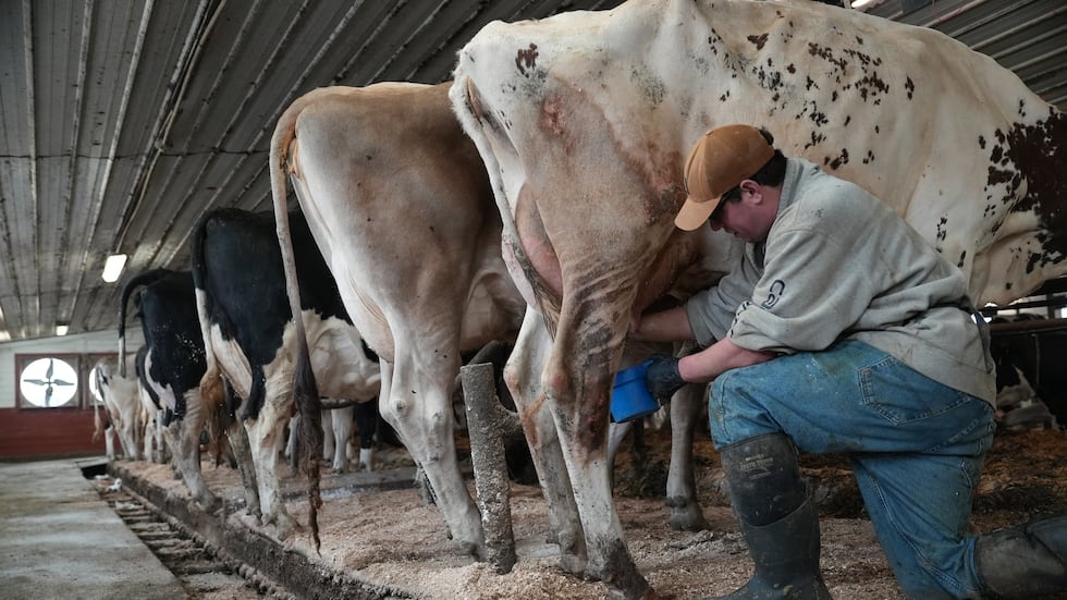 Nick Armato prepares a cow for milking at Ronnybrook Farm, which uses pasteurization, in...