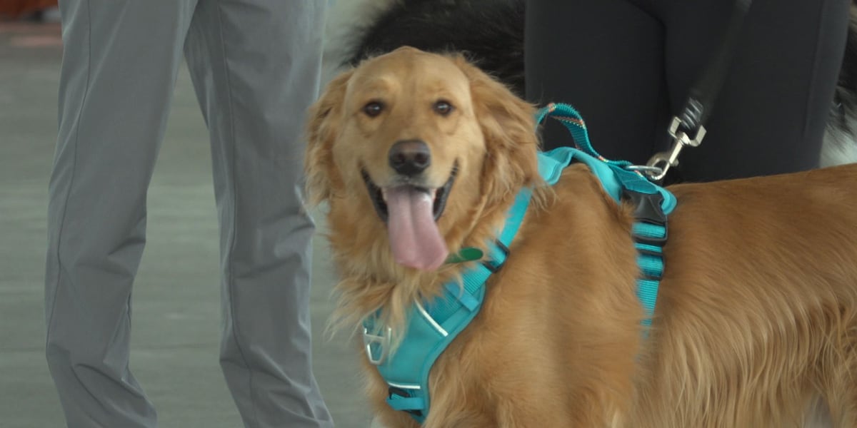 ThedaCare Shawano launches pet therapy program for hospital patients