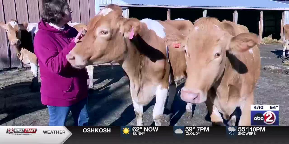 Two Guernsey Girls Creamery A2 milk and dairy products