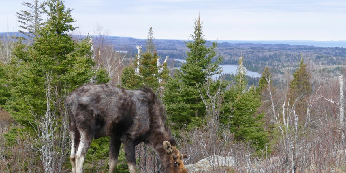 Isle Royale moose-wolf count shows no change due to pilot’s medical issue