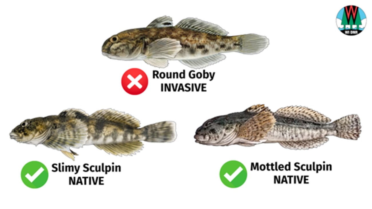 DNR steps up response to round goby in the Winnebago System