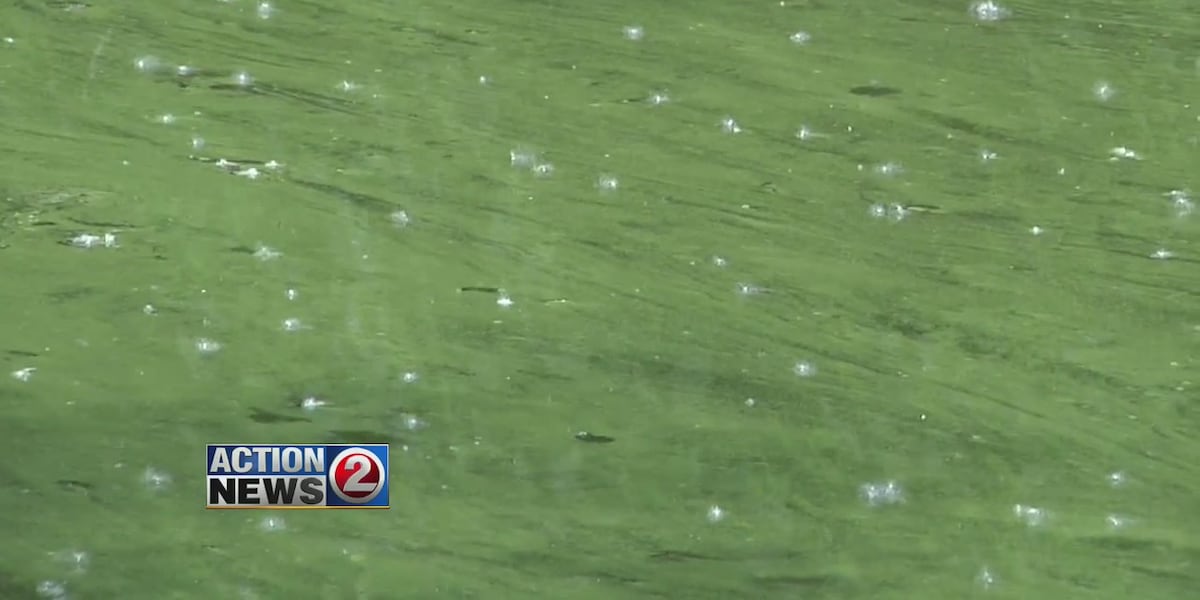 Look before you leap: Health officials warn of harmful algae blooms in Winnebago County waters